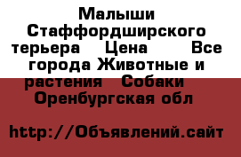 Малыши Стаффордширского терьера  › Цена ­ 1 - Все города Животные и растения » Собаки   . Оренбургская обл.